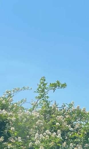 thorny bush below a large patch of clear sky