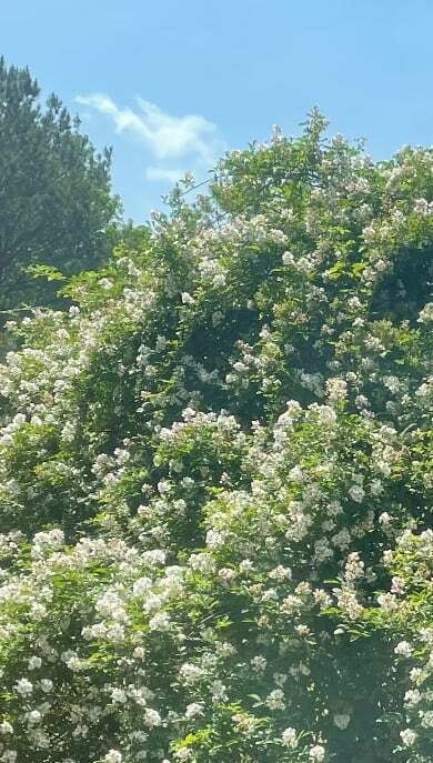 Height of bloom - flowering thorn bush with blue cloud speckled sky